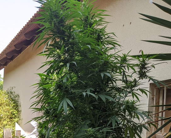 שוטרי סיור הבחינו בצמח קנאביס שגדל בחצר הבית וחשפו בתוך הבית מעבדה לגידול וייצור סמים