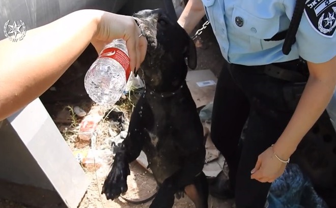 החילוץ מירכא: 9 כלבים הוחזקו בתת-תנאים ונוצלו לקרבות  - 3 חשודים נעצרו לחקירה