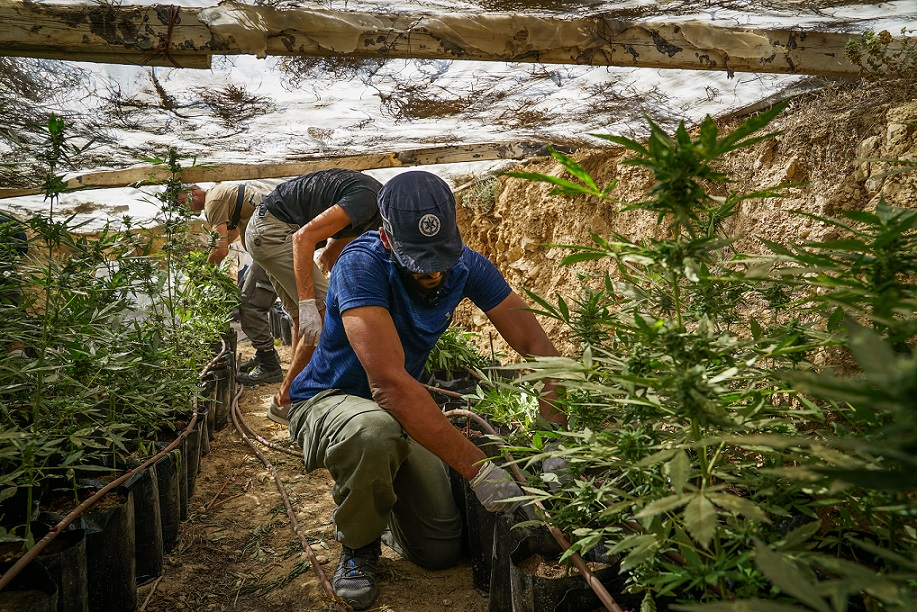 נחשפה חממת מריחואנה שהוסוותה בסמוך לנבטים