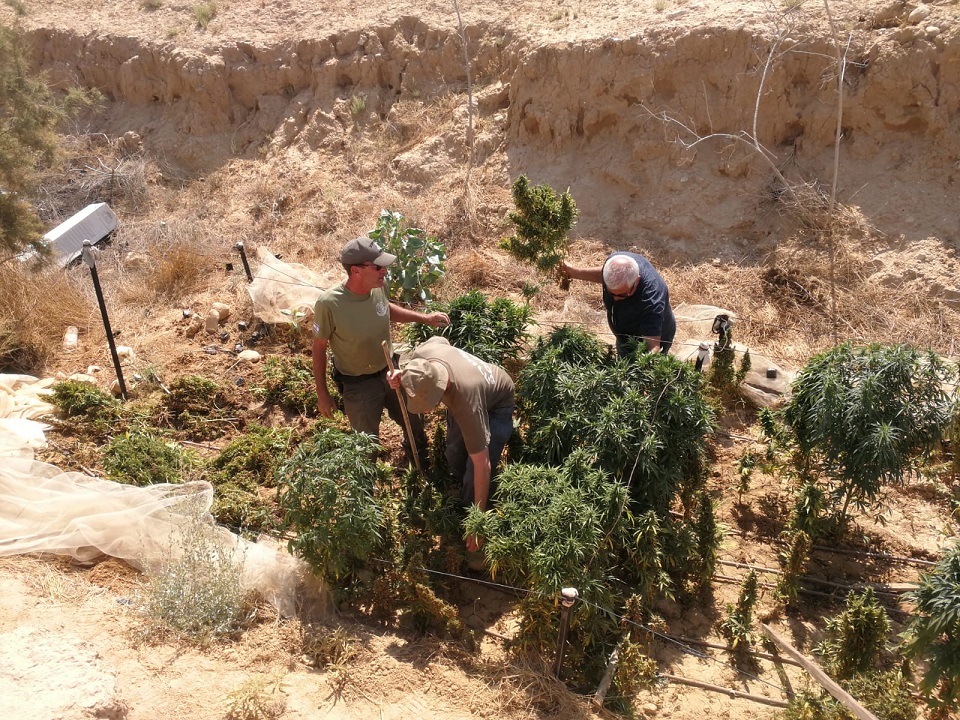 אותרו 3 חממות מוסוות לגידול קאנביס בדרום הארץ