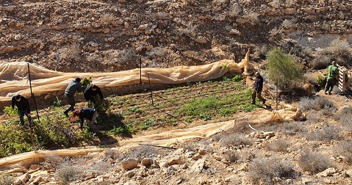 חממה מאולתרת לגידול קנאביס אותרה בשטחי אש ברמת הנגב