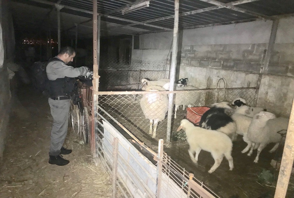 נעצרו שני חשודים בגניבת עדר כבשים מבית זית