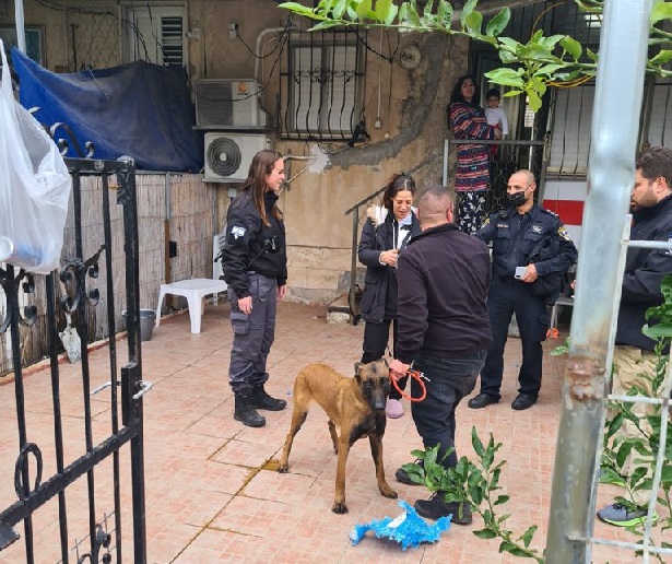 המשטרה חילצה אתמול בעכו ארבעה כלבים שעברו התעללות והוחזקו בתנאים מחפירים