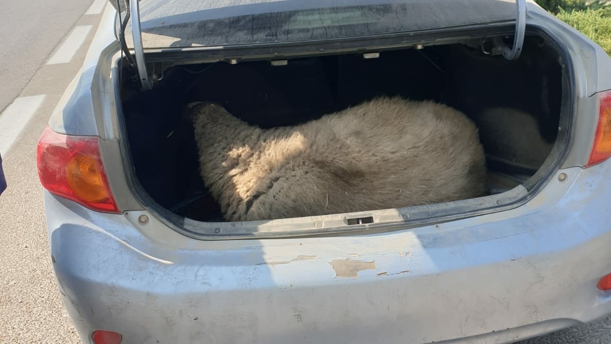 כבשה בתא המטען: נהג נתפס במודיעין נוסע במהירות מופרזת כשבתא המטען של רכבו נמצאה כבשה