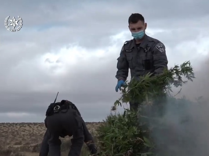 מבצע איתור והשמדה: המשטרה פשטה והשמידה 47 מתחמים ששימשו לגידול קנאביס