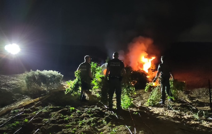 2,000 שתילי קנאביס אותרו במרחב הנגב והושמדו בשריפה מבוקרת